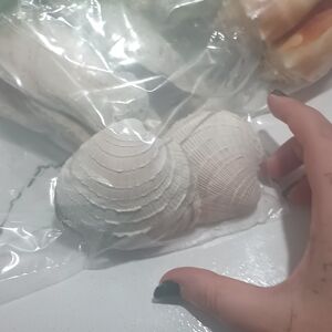 White Natural Seashell Pair - Decorative Beach Accents